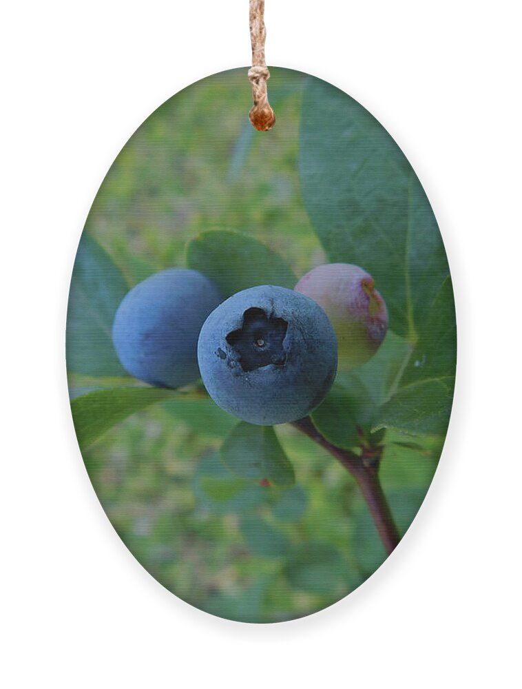 Botanical Ornament featuring the photograph Blueberries by Carl Moore