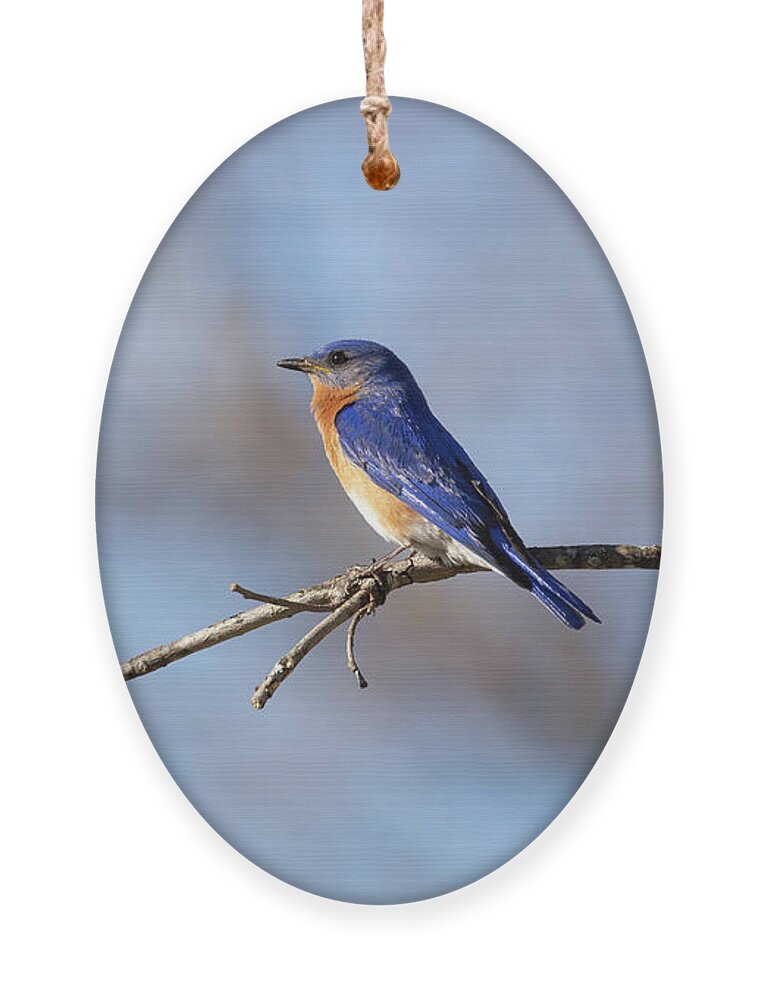 Bluebird Ornament featuring the photograph Bluebird 2020-1 by Thomas Young
