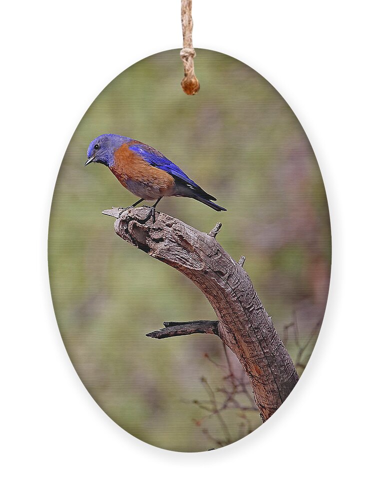 Utah Ornament featuring the photograph Bluebird At Red Canyon by Jennifer Robin
