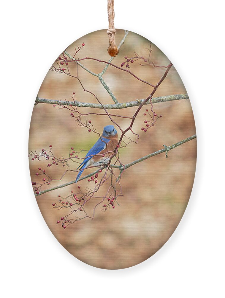 Bird Ornament featuring the photograph Bluebird on a Branch by Amelia Pearn