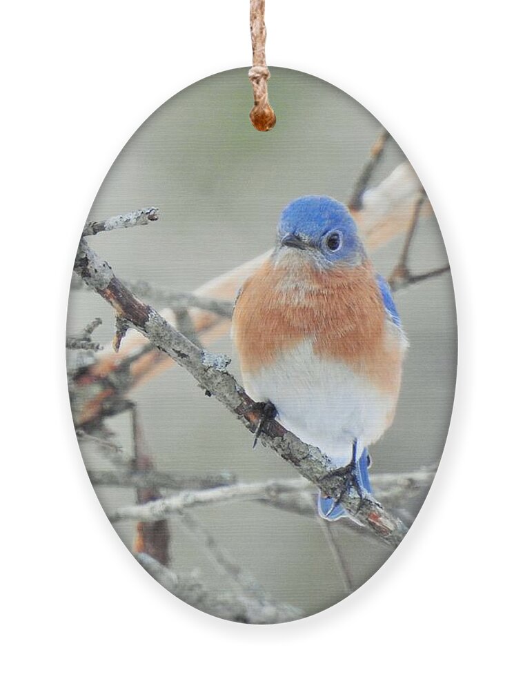 Bird Ornament featuring the photograph Bluebird Perched Photograph by Eunice Miller