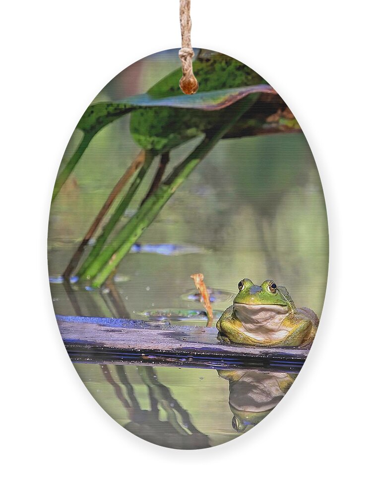 American Bullfrog Ornament featuring the photograph Boardwalk by Donna Kennedy