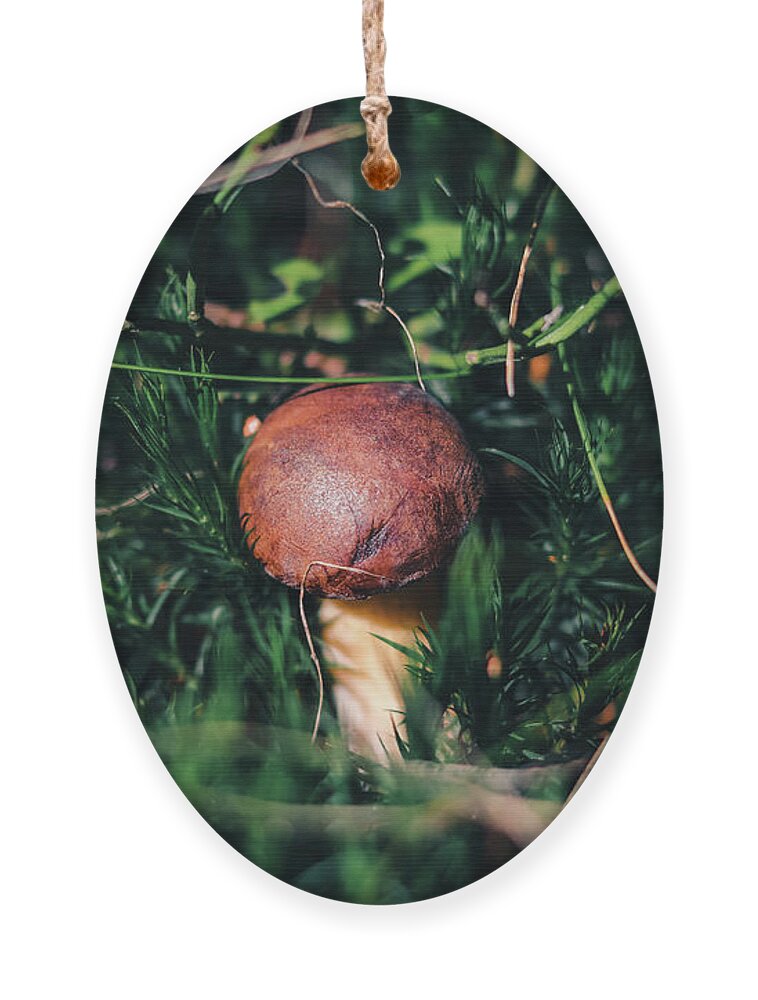 Czech Republic Ornament featuring the photograph Boletus pinophilus has found a place in beautiful green moss by Vaclav Sonnek