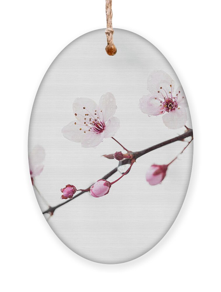 Cherry Blossom Ornament featuring the photograph Branch of blooming cherry by Elena Elisseeva