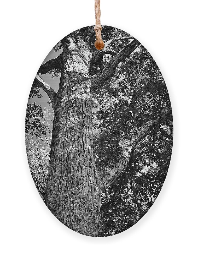 Tree Ornament featuring the photograph Branches by George Taylor