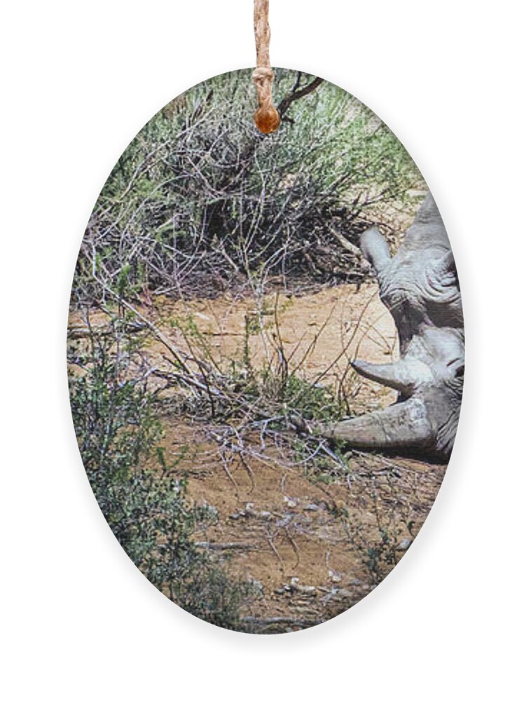 Wildlife Ornament featuring the photograph Brave Warrior by Laura Putman