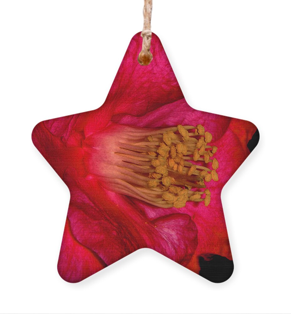 Camelia Ornament featuring the photograph Bright Camelia by Judy Hall-Folde