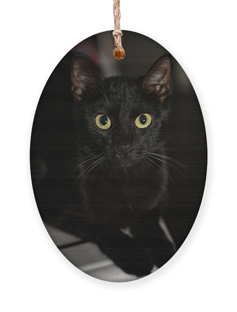 Cat Ornament featuring the photograph Bright Eyes by DArcy Evans