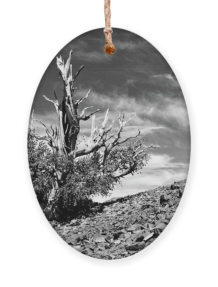 Ca Ornament featuring the photograph Bristled Tutu by American Landscapes