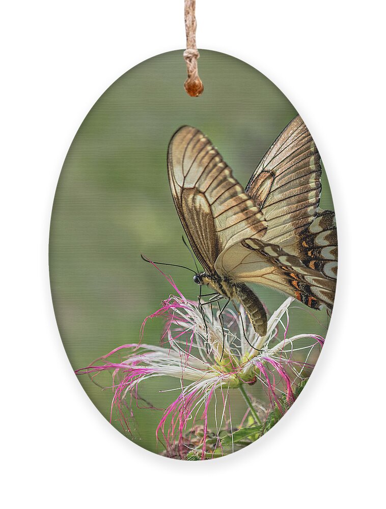 Butterfly Ornament featuring the photograph Broad Banded Swallowtail Butterlfy by Linda Villers