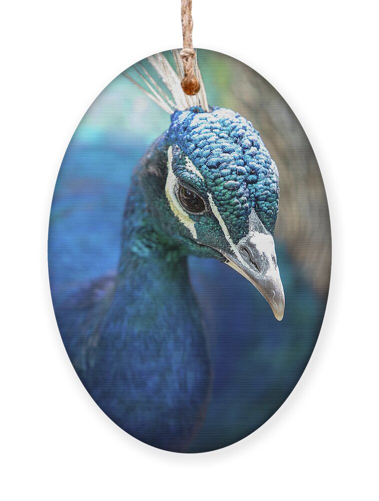 Bronx Zoo Ornament featuring the photograph Bronx Peacock by Kevin Suttlehan