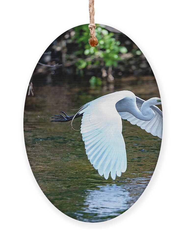 Bronx River Ornament featuring the photograph Bronx River Great Egret by Kevin Suttlehan