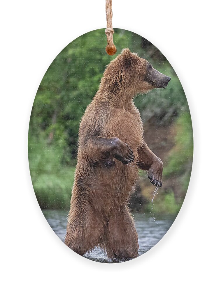 Brown Bear Ornament featuring the photograph Brown Bear, Brown Bear, What do you See? by Randy Robbins