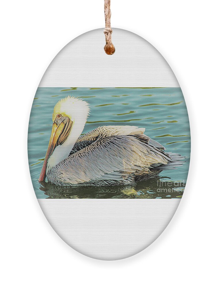 Pelican Ornament featuring the photograph Brown Pelican has Eyes on You by Joanne Carey