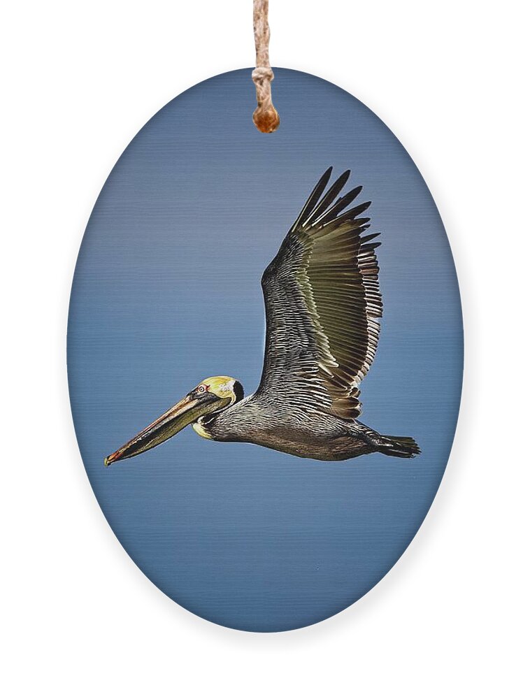 Brown Pelican Ornament featuring the photograph Brown Pelican looking for Fish by Ronald Lutz