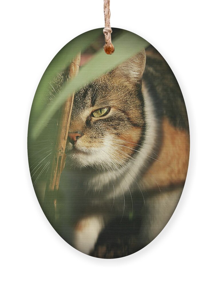 Liza Ornament featuring the photograph Cruel look by domestic kitten walks through dense jungle by Vaclav Sonnek