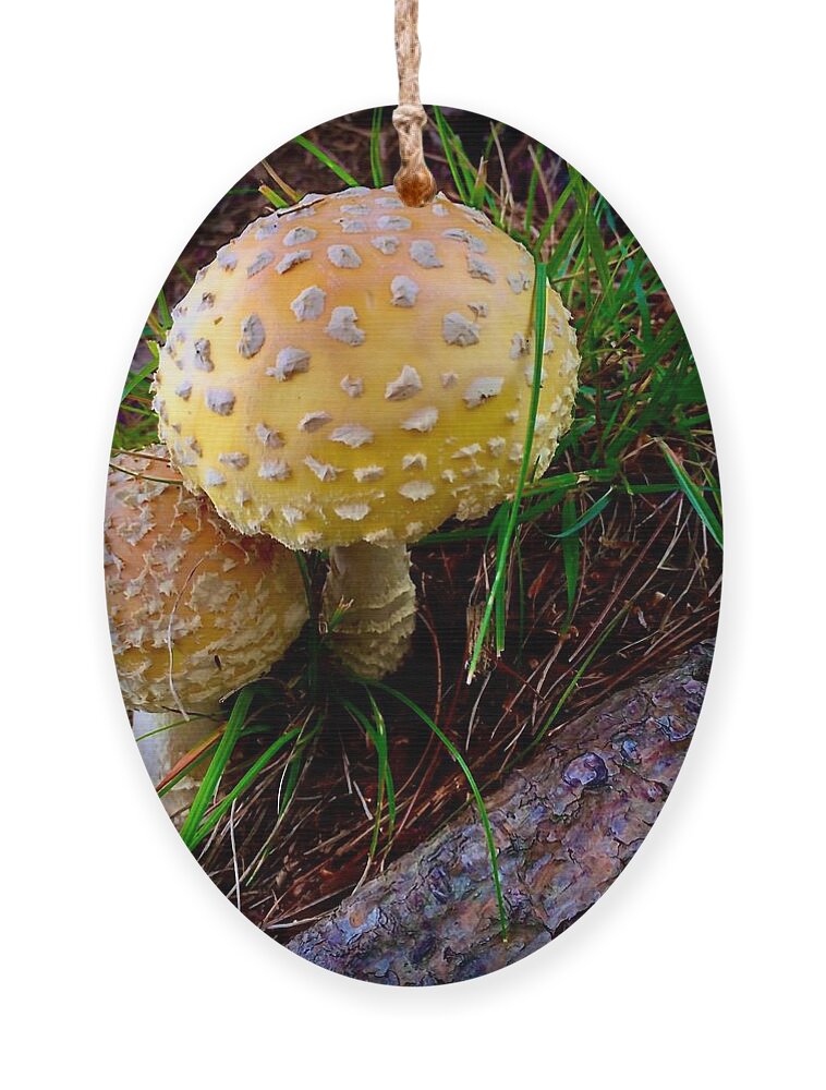 Pair Of Mushrooms In The Forest Ornament featuring the photograph Buddies by Meta Gatschenberger