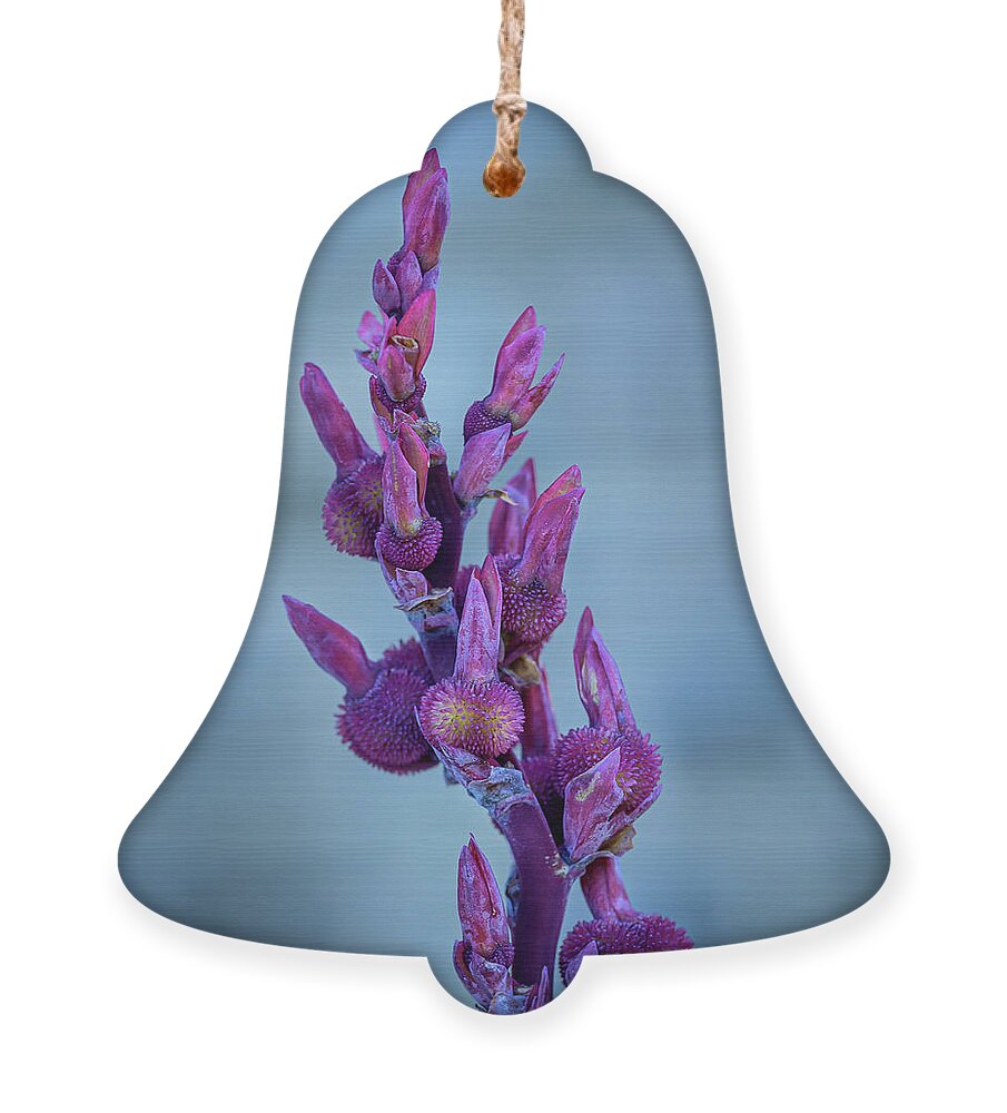 Flowers Ornament featuring the photograph Budding Canna Lilies by Frank Mari