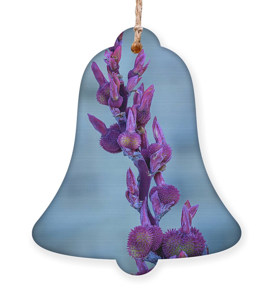 Flowers Ornament featuring the photograph Budding Canna Lilies - purple by Frank Mari