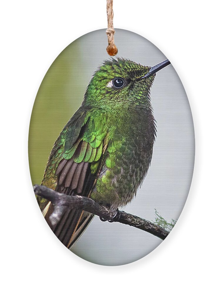Animal In The Wild Ornament featuring the photograph Buff-tailed Coronet humminbird by Henri Leduc