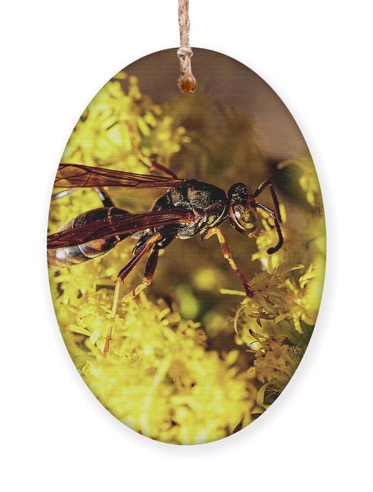 Flower Ornament featuring the photograph Bugs and Flowers by Amelia Pearn