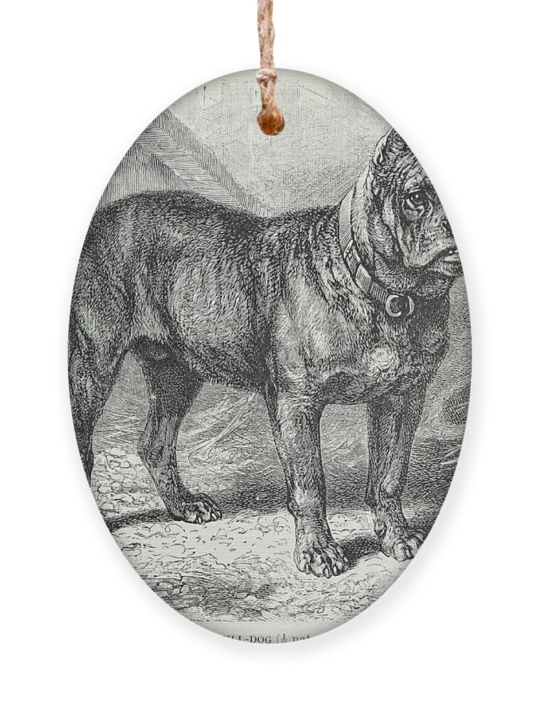 Bull-dog Ornament featuring the drawing Bull-Dog l3 by Historic illustrations