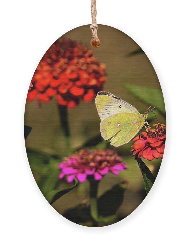 Zinnias Ornament featuring the photograph Butterfly Colors by Pam Rendall