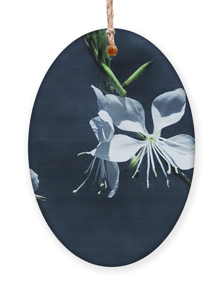 Butterfly Ornament featuring the photograph Butterfly Flowers On Blue by Jeff Townsend