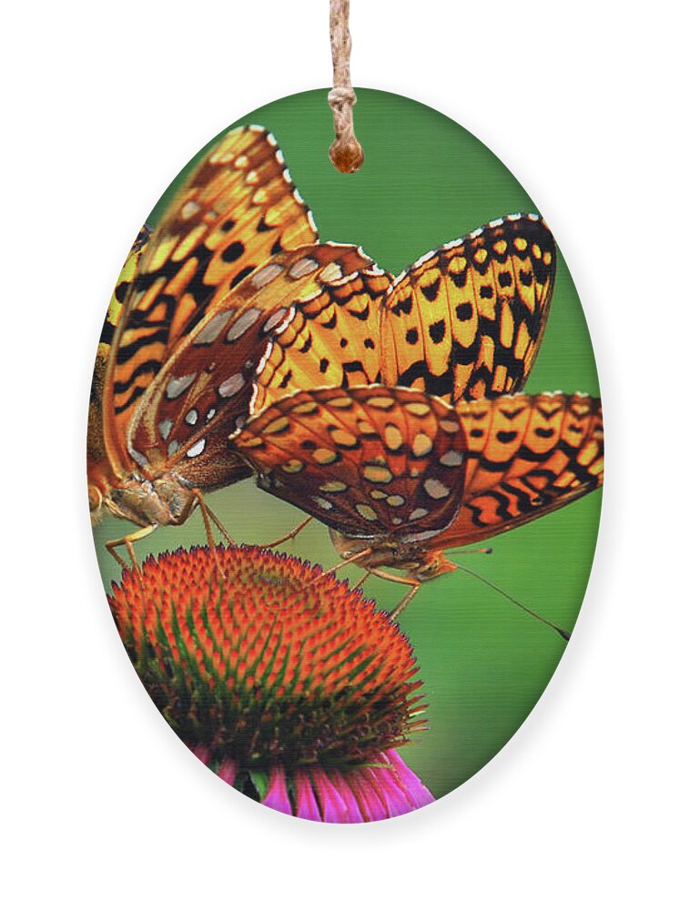 Butterflies Ornament featuring the photograph Butterfly Twins by Christina Rollo