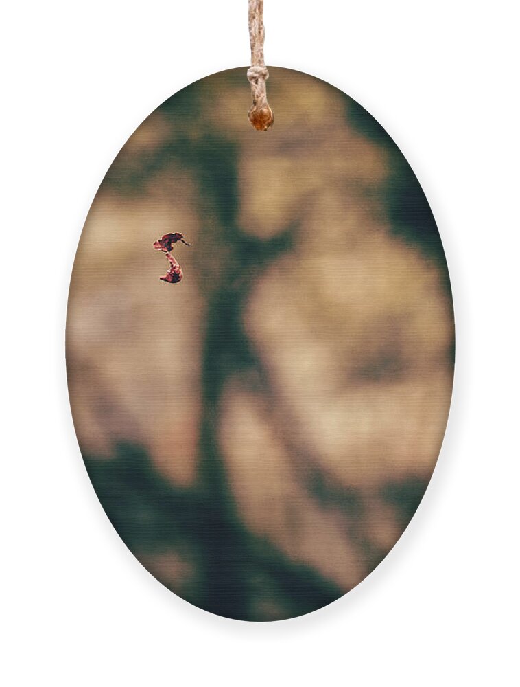 Forest Ornament featuring the photograph By a thread by Gavin Lewis