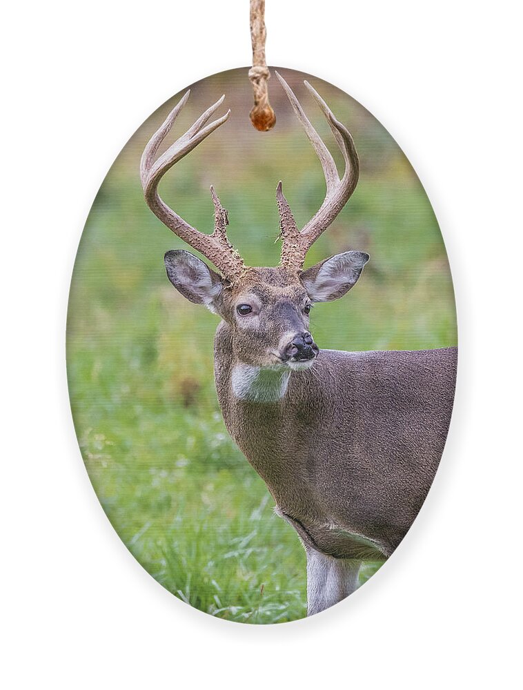  Ornament featuring the photograph Cade's Cove Buck by Jim Miller