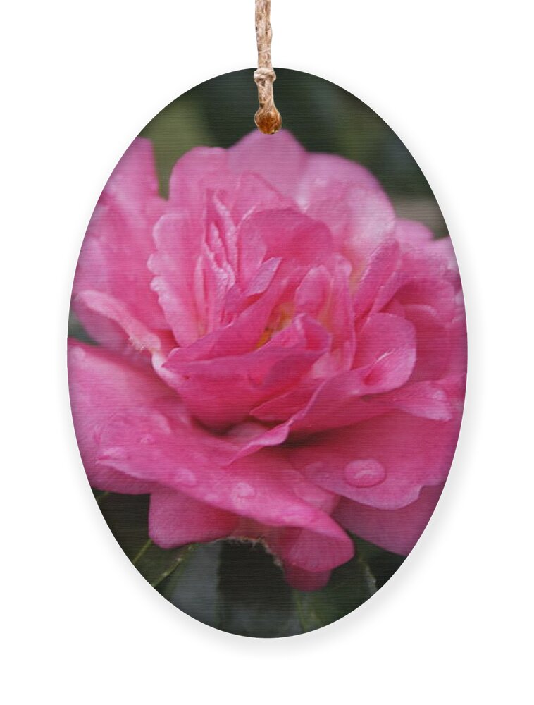  Ornament featuring the photograph Camilla Flower by Heather E Harman