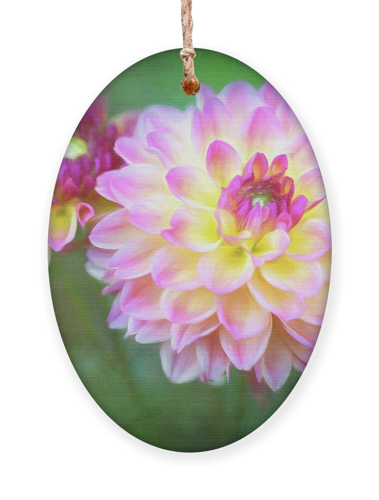 Dahlia Hypnotica Rose Bicolor Ornament featuring the photograph Can I Get A Better Look? by Anita Pollak