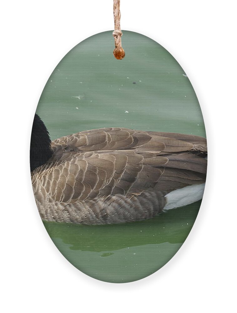  Ornament featuring the photograph Canada Goose by Heather E Harman