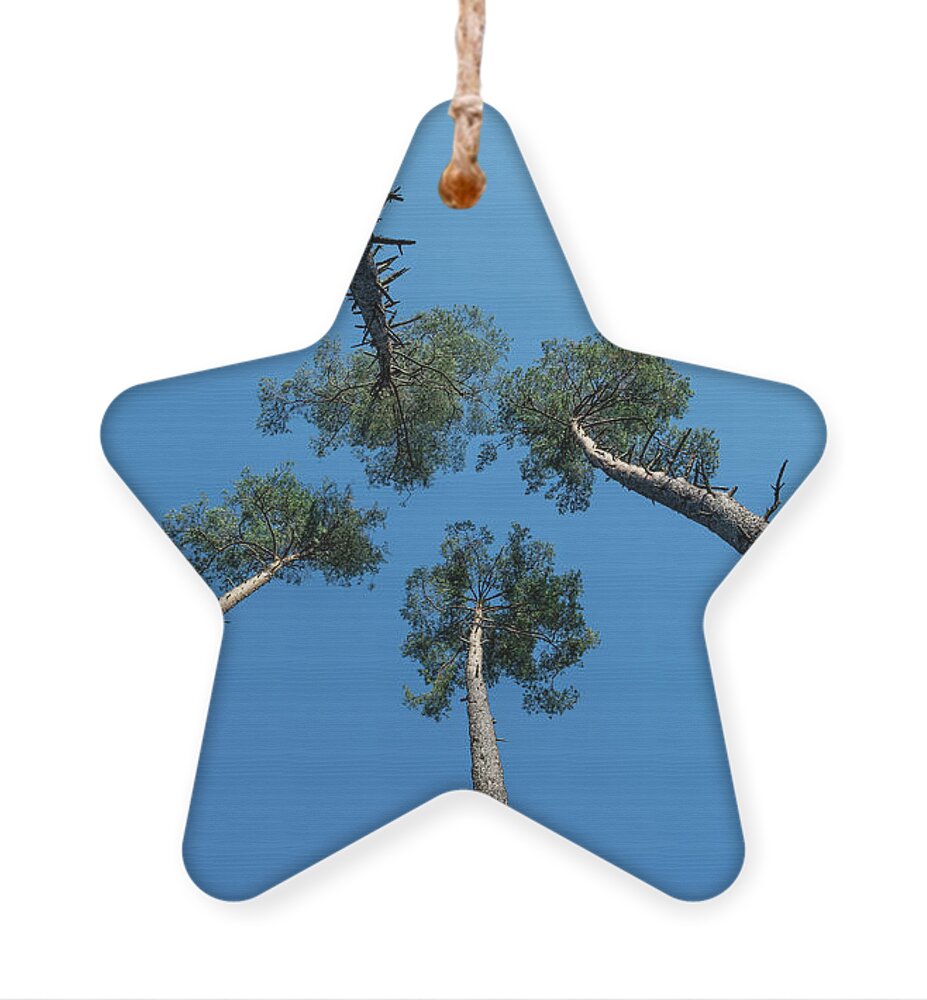 Tree Ornament featuring the photograph Canopies And Stems Of Four High Conifers Growing Close Together To The Blue Sky by Andreas Berthold