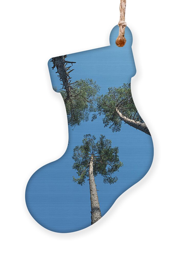 Tree Ornament featuring the photograph Canopies And Stems Of Four High Conifers Growing Close Together To The Blue Sky by Andreas Berthold