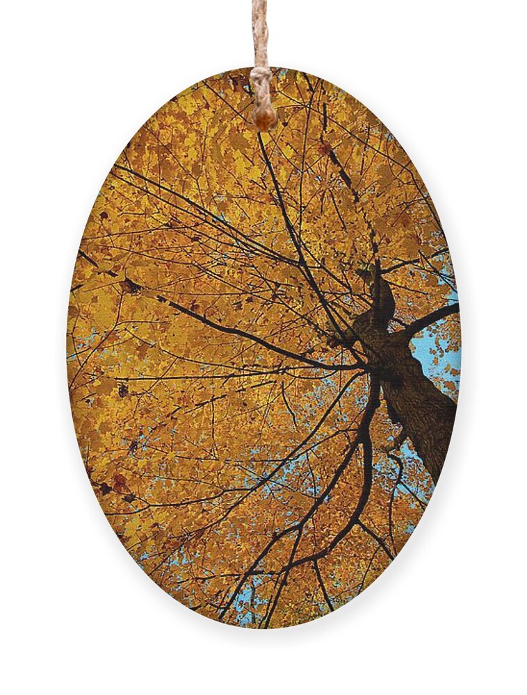 Autumn Leaves Ornament featuring the photograph Canopy of Color by Mary Walchuck