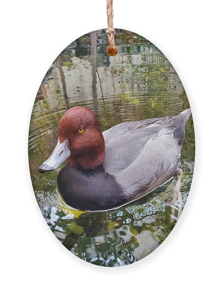 Duck Ornament featuring the photograph Canvasback Duck Up Close by Elena Pratt