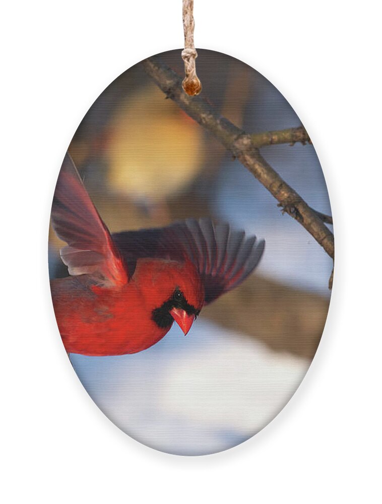 Cardinal Ornament featuring the photograph Cardinal Landing by Flinn Hackett
