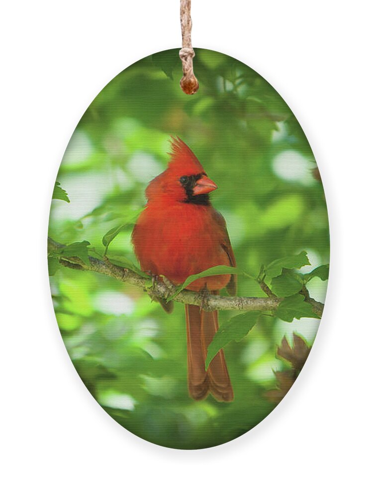Red Cardinal Ornament featuring the photograph Cardinal_9951 by Rocco Leone