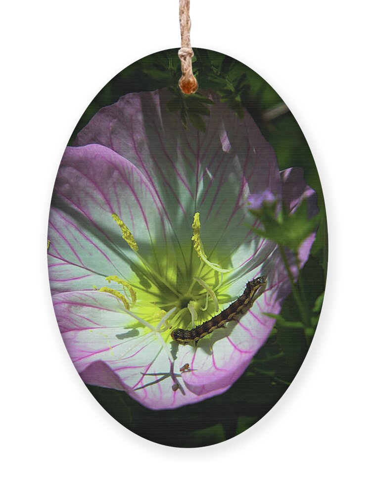 Primrose Ornament featuring the photograph Caterpillar on Primrose by Pam Rendall