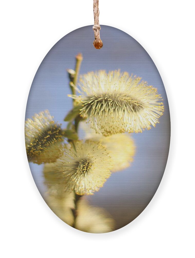 Atmosphere Ornament featuring the photograph Catkins in Spring by Sannel Larson