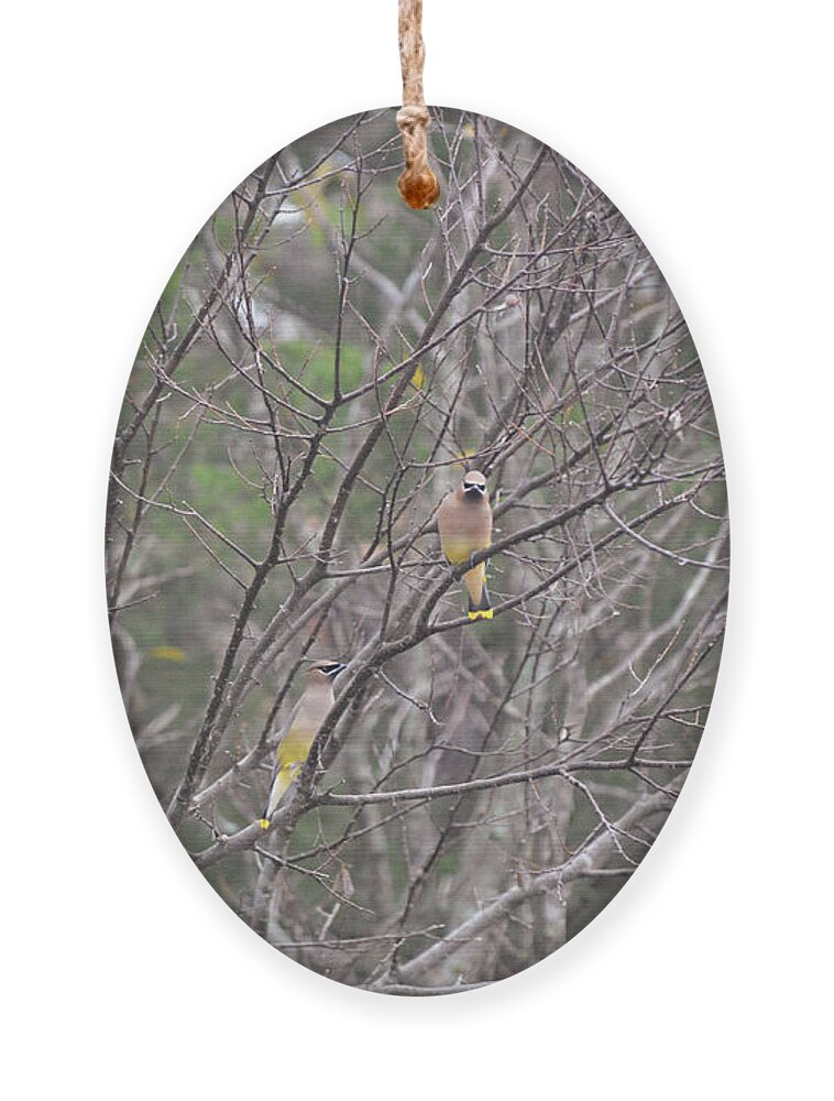 Bird Ornament featuring the photograph Cedar Waxwing Birds in North Texas by Gaby Ethington