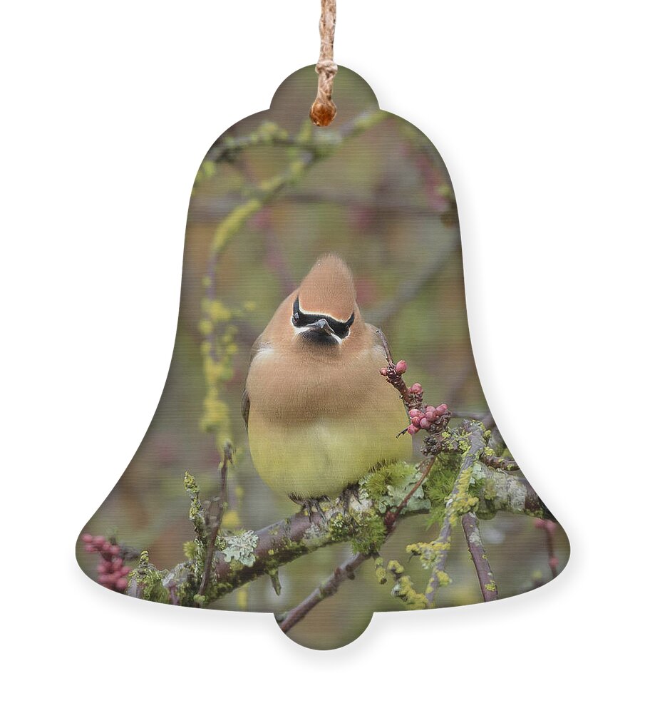 Cedar Waxwing Ornament featuring the photograph Cedar Waxwing with Attitude by Nancy Gleason