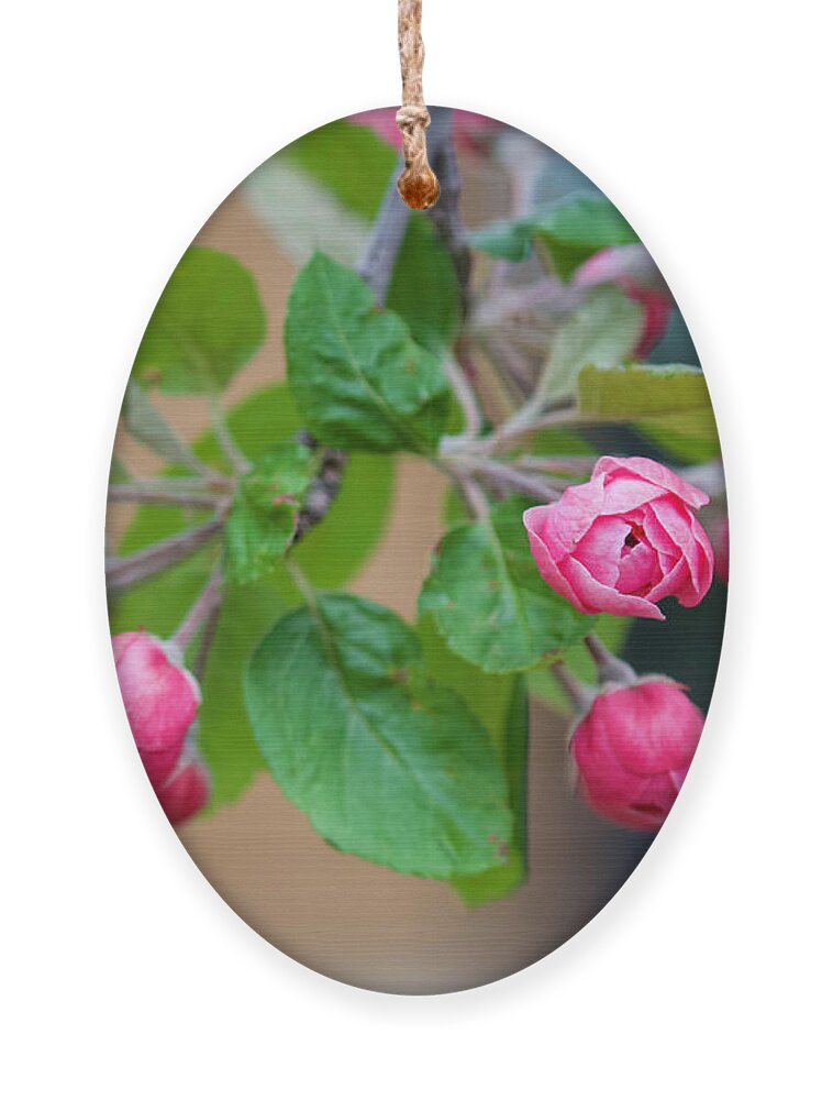 Cherry Blossom Buds Ornament featuring the photograph Cherry Blossom Buds by Shirley Dutchkowski