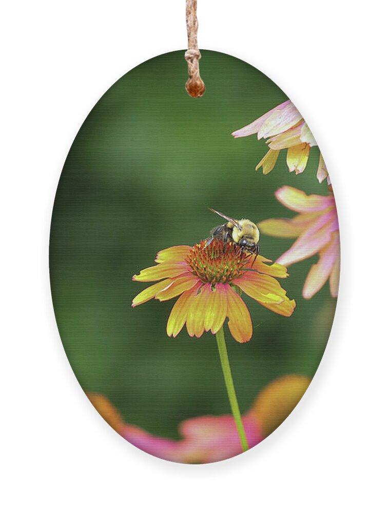 Flowers Ornament featuring the photograph Cheyenne Spirit Coneflowers with a bee. by Bentley Davis