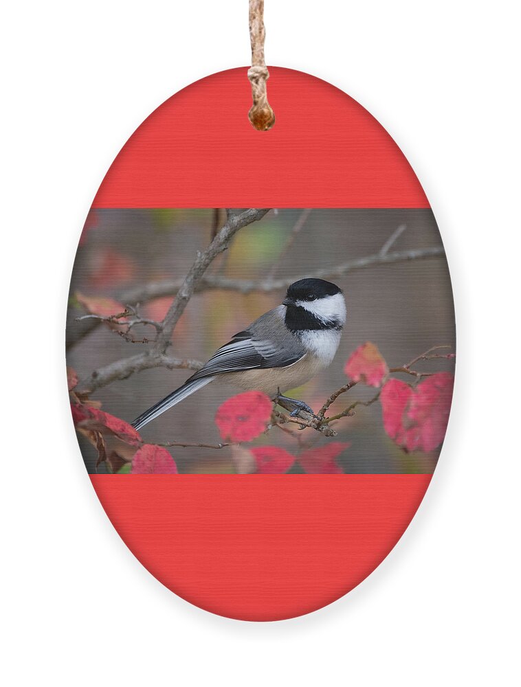 Bird Ornament featuring the photograph Chickadee Close Call by Linda Bonaccorsi