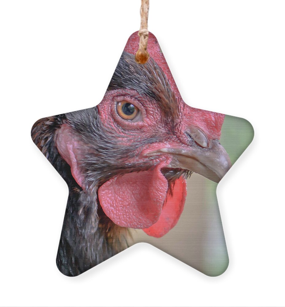 Chicken Ornament featuring the photograph Chicken Portrait by Debra Kewley