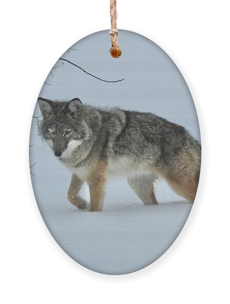 Coyote Ornament featuring the photograph Chilcotin Coyote by Nicola Finch