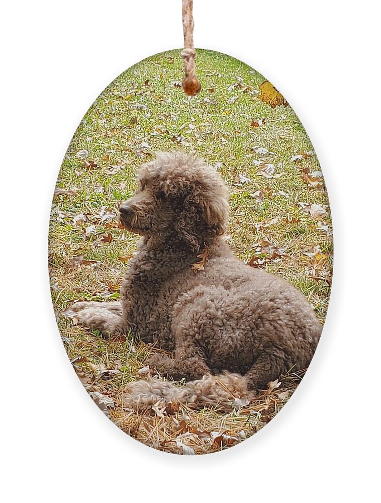 Standard Ornament featuring the photograph Chillaxing by Gigi Dequanne